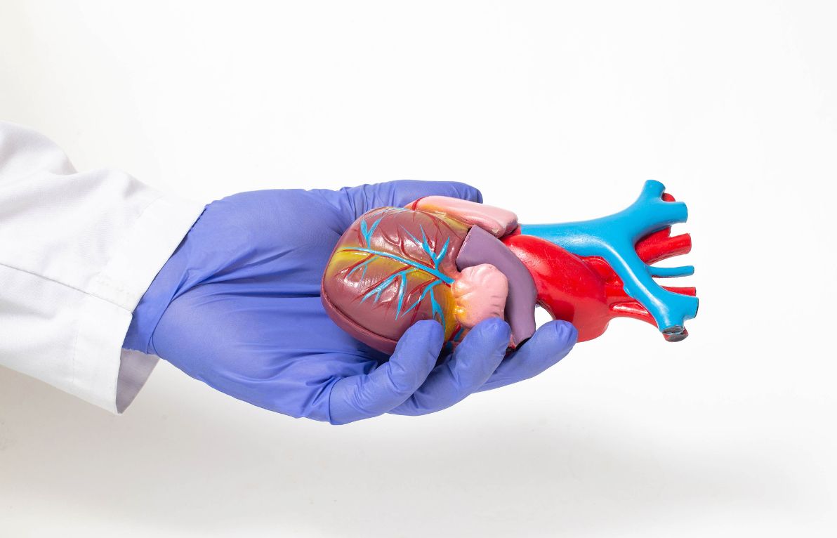 Heart Surgery: Types, Recovery and Outlook